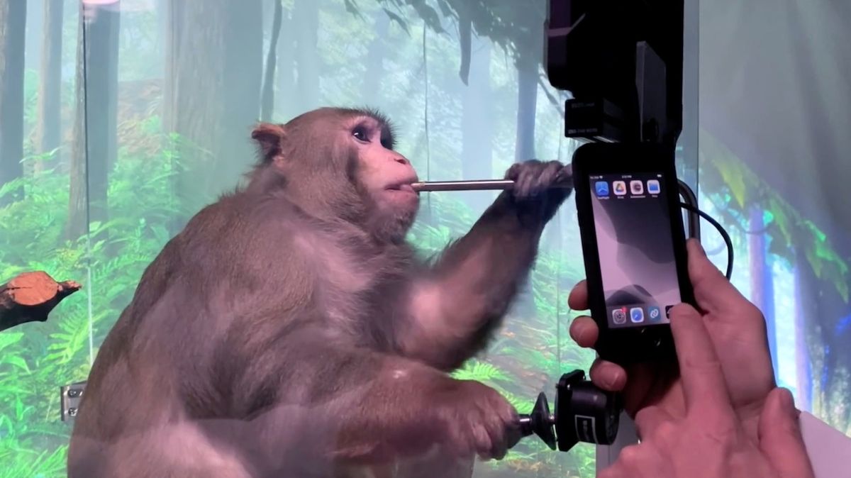 Muskovy mozkové mikročipy: Firma měla týrat opice, letos chystá testy na lidech
